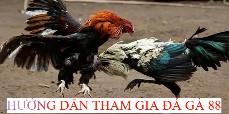 Đá Gà 88 - Thiên Đường Chọi Gà Bậc Nhất Thị Trường 2024